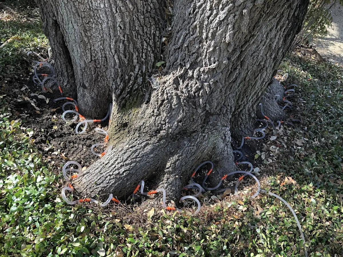 Detailed Tree Cabling and Bracing job site in Payneville