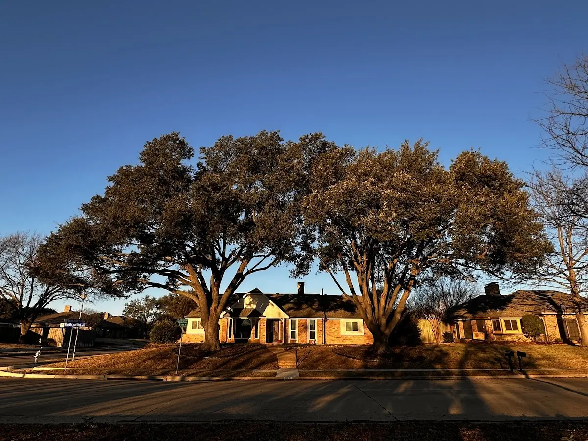 Established residential canopy tree shading a home in Payneville